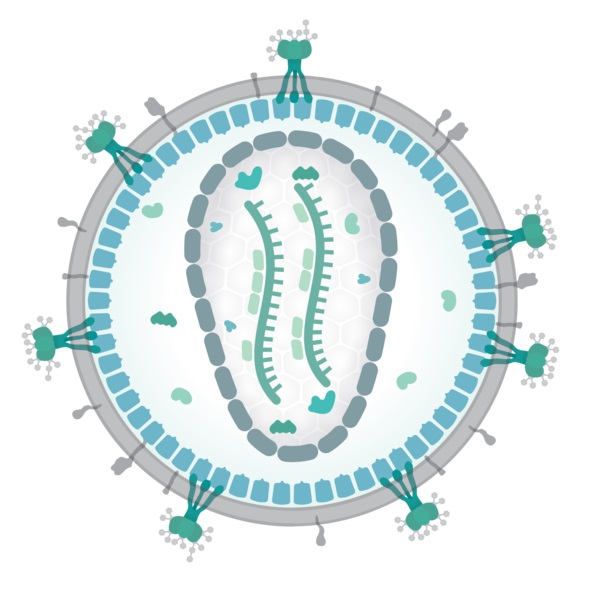 retrovirus-life-cycle