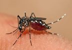 What is the Difference Between Aedes and Anopheles Mosquito