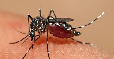 What is the Difference Between Aedes and Anopheles Mosquito
