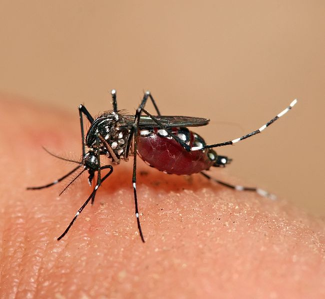 Difference Between Aedes and Anopheles Mosquito