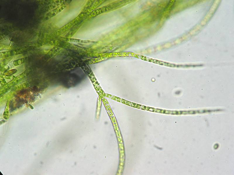 forskel mellem alger og mos