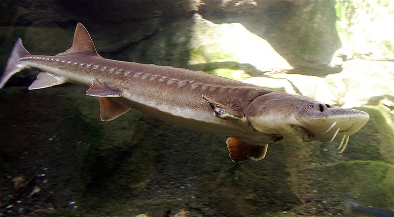 Anadromous vs Catadromous Fish