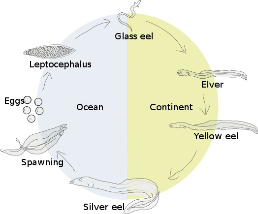 Difference Between Anadromous and Catadromous Fish