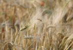 What is the Difference Between Barley and Oats