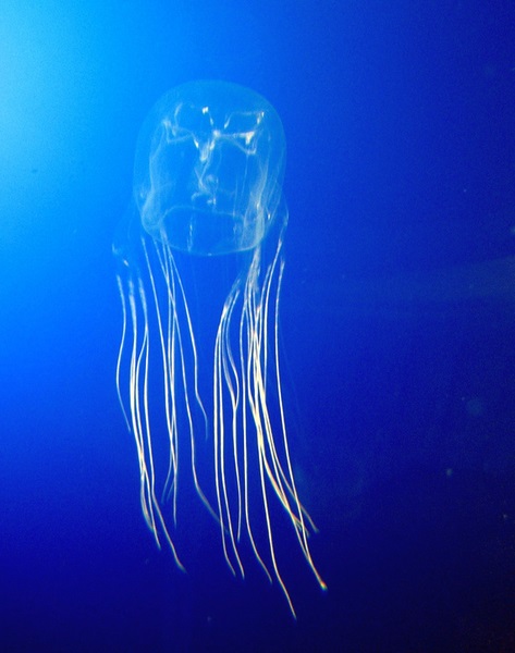 Difference Between Box Jellyfish and True Jellyfish