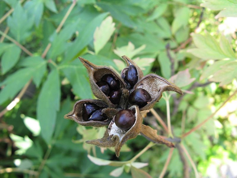 follicle fruit examples