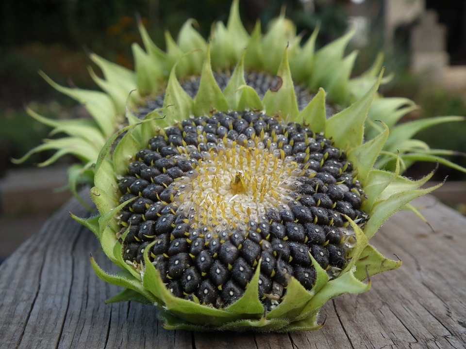 follicle fruit examples