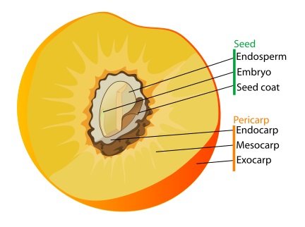 Fleshy vs Dry Fruits