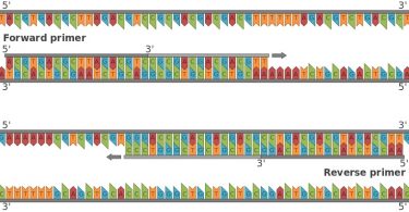 What is the Difference Between Forward and Reverse Primers - Pediaa.Com