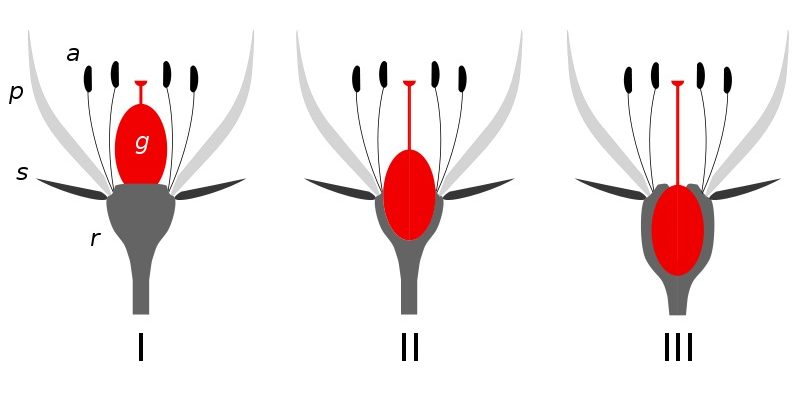 What is the Difference Between Hypogynous and Epigynous Flower - Pediaa.Com