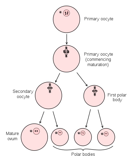 What Is The Difference Between Male And Female Gametogenesis - Pediaa.Com