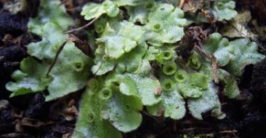 What is the Difference Between Marchantia and Riccia