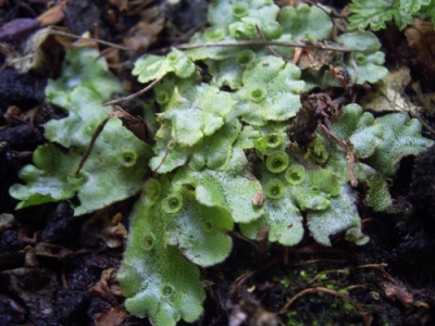 Difference Between Marchantia and Riccia
