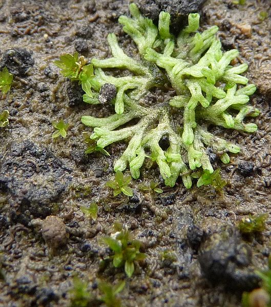 what-is-the-difference-between-marchantia-and-riccia-pediaa-com