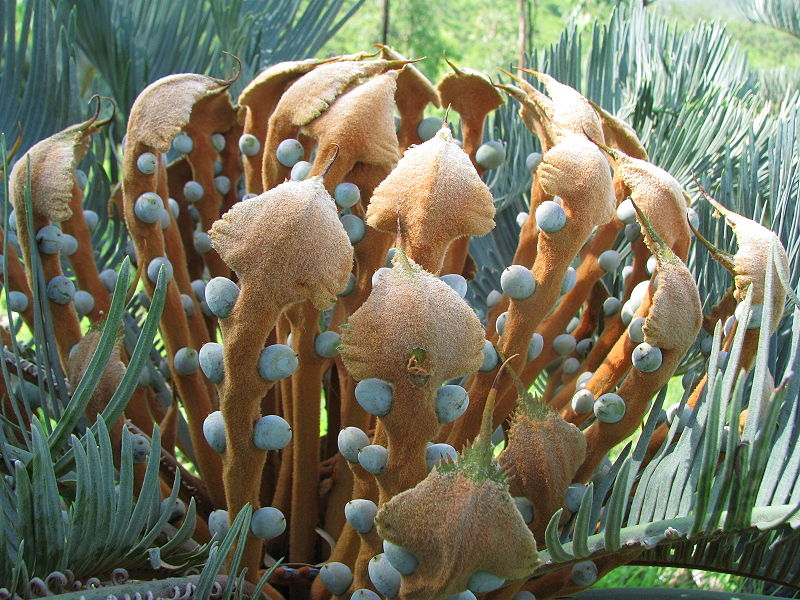 Megasporophyll vs Microsporophyll