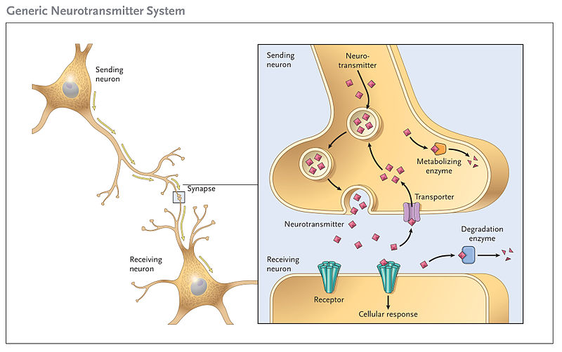 Difference Between Neurotransmitter and Neuromodulator