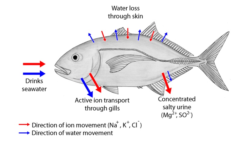 Osmoregulators vs Osmoconformers