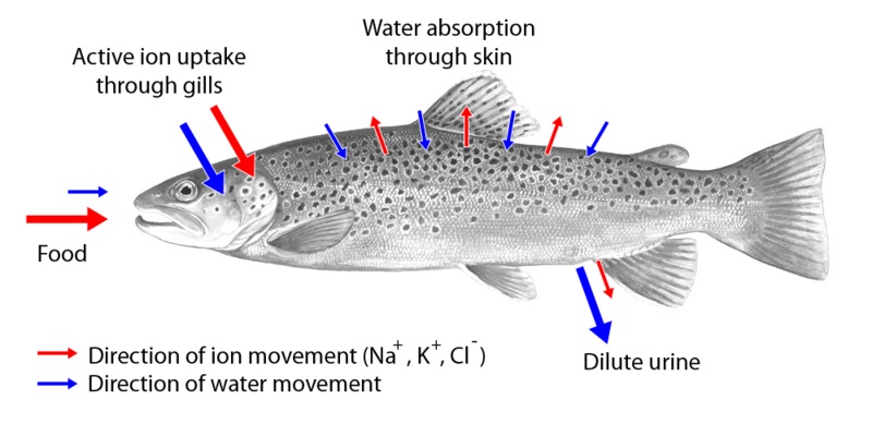 What is the Difference Between Osmoregulators and Osmoconformers