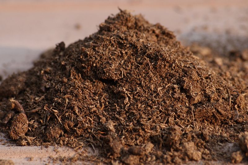 Peat Moss vs Sphagnum Moss