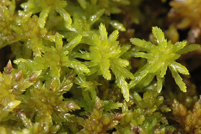 Difference Between Peat Moss and Sphagnum Moss