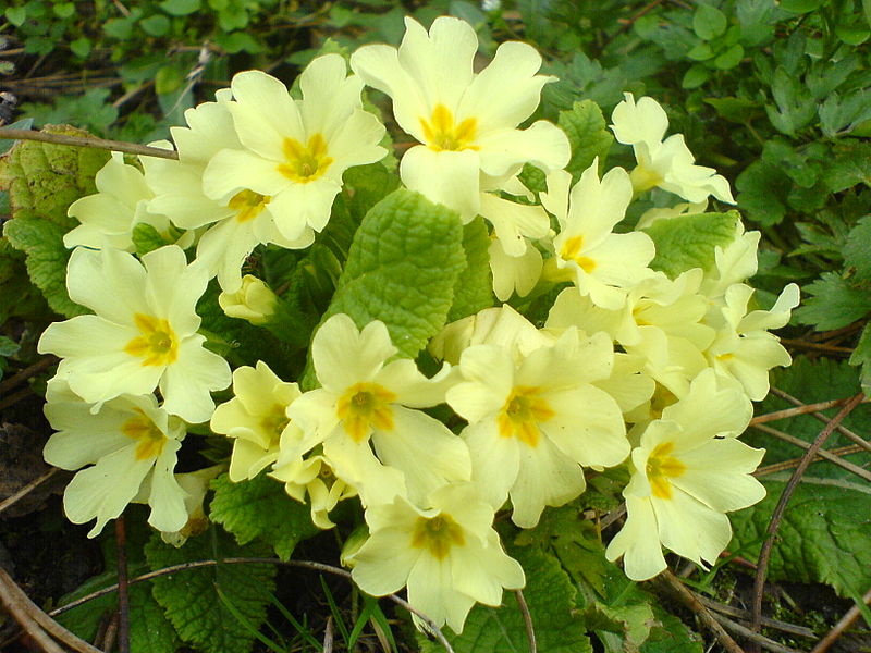 Difference Between Primulas and Polyanthus