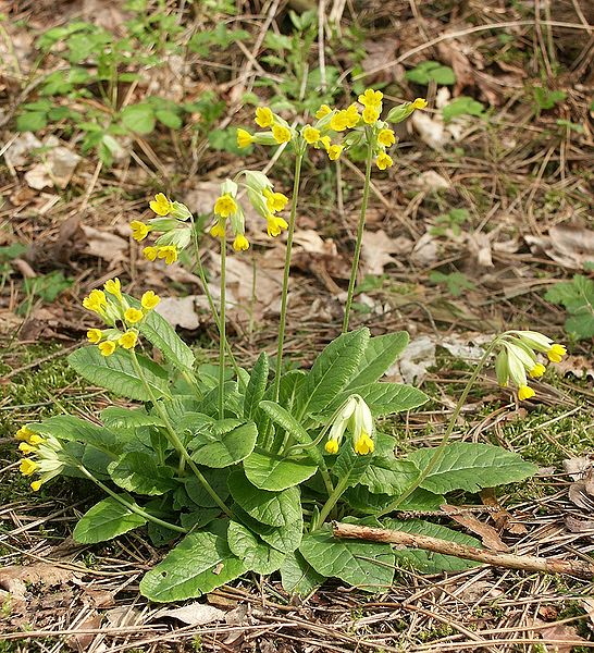 Primulas vs Polyanthus