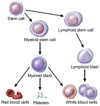 Progenitor vs Precursor Cells