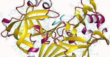 What is the Difference Between Protease and Peptidase