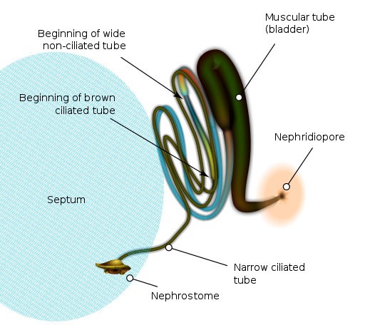 What is the Difference Between Protonephridia and Metanephridia ...