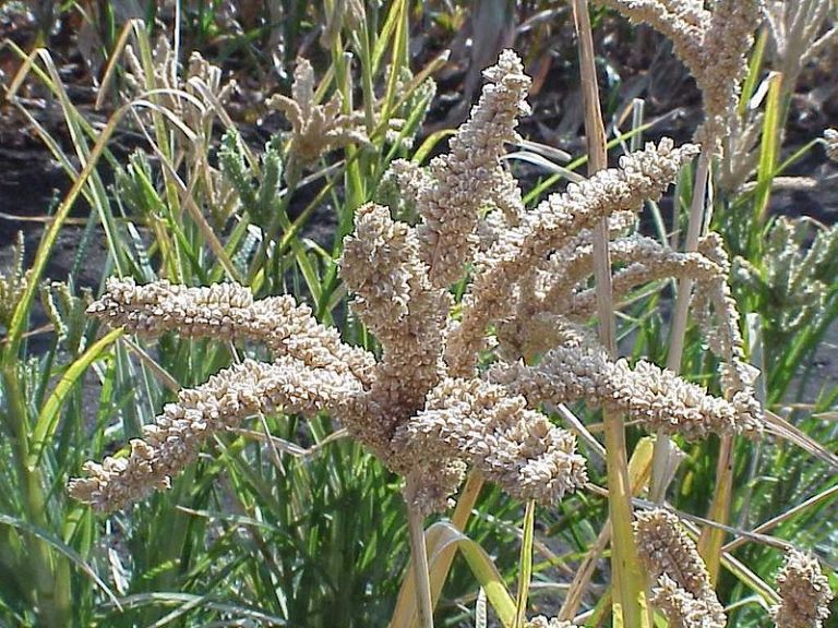 what-is-the-difference-between-rice-and-millet-pediaa-com