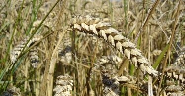 Difference Between Spelt and Wheat