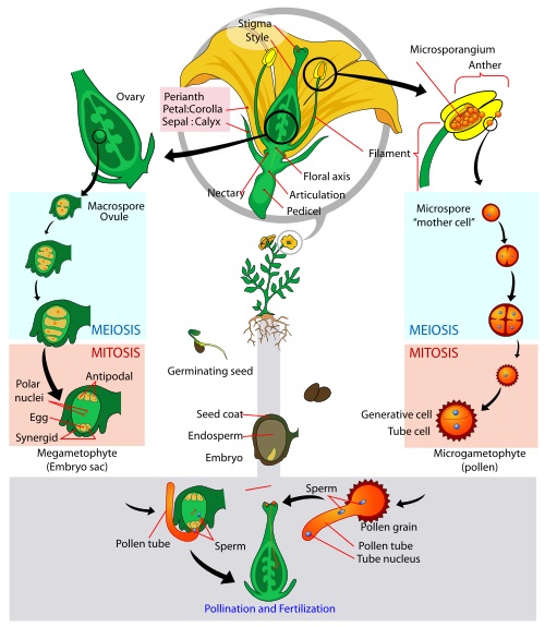 What is the Difference Between Syngamy and Fertilisation