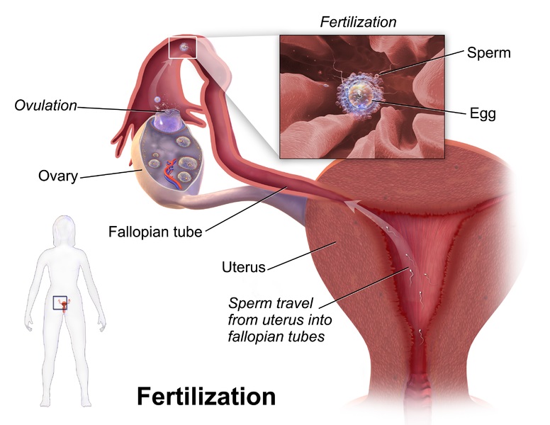 Difference Between Syngamy and Fertilisation