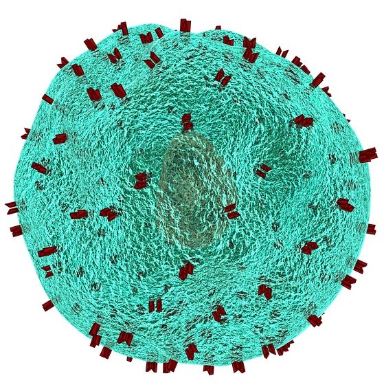 TH1 vs TH2 Immune Response