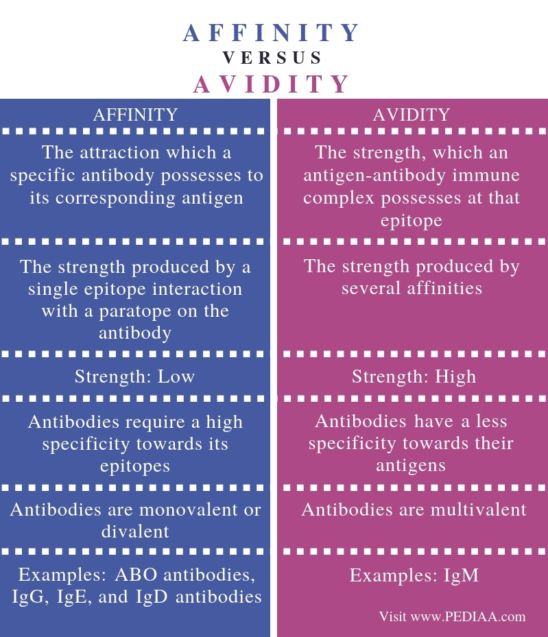 Difference Between Affinity and Avidity - Comparison Summary