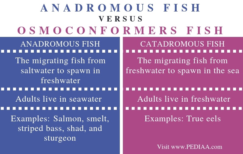 what-is-the-difference-between-anadromous-and-catadromous-fish-pediaa-com