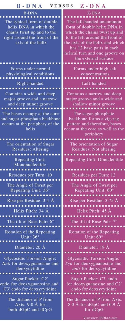 What Is The Difference Between B DNA And Z DNA - Pediaa.Com