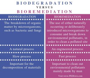 What is the Difference Between Biodegradation and Bioremediation ...