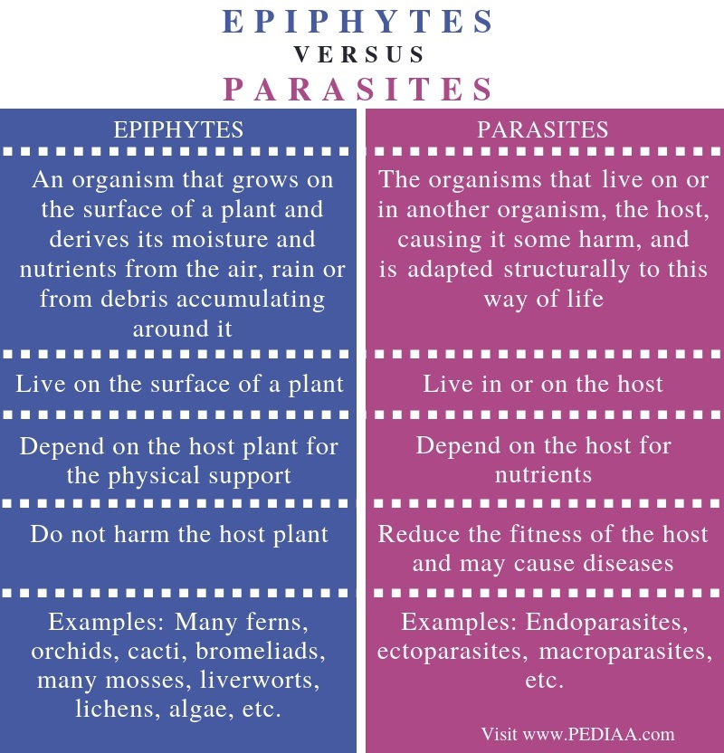 Difference Between Epiphytes and Parasites - Comparison Summary