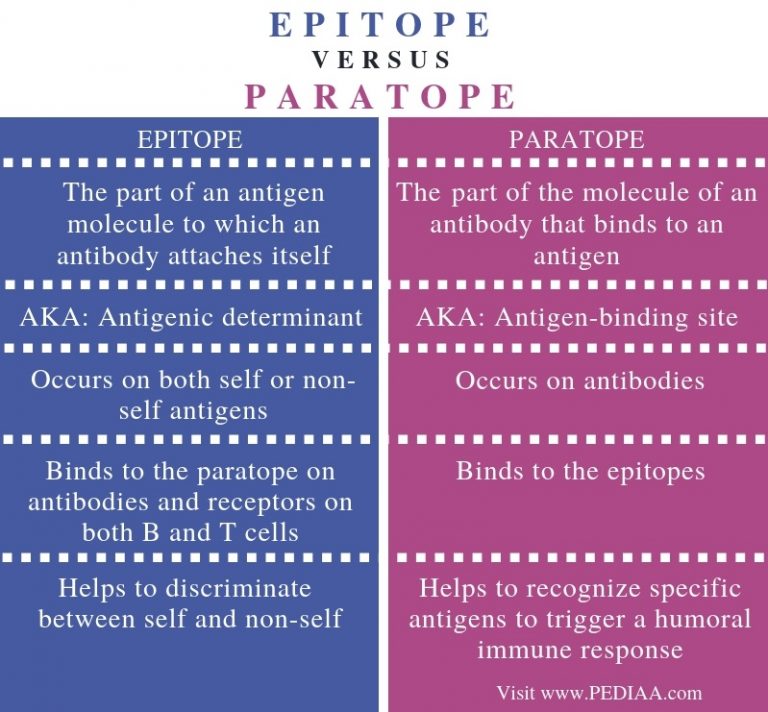 What is the Difference Between Epitope and Paratope