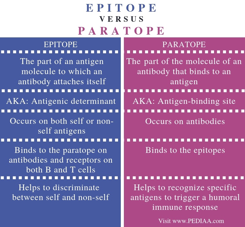 Difference Between Epitope and Paratope - Comparison Summary