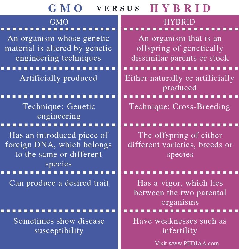 Difference Between GMO and Hybrid - Comparison Summary