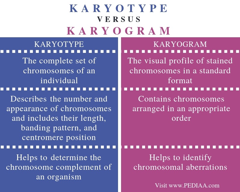What Is The Difference Between Karyotype And Karyogram Pediaa Com