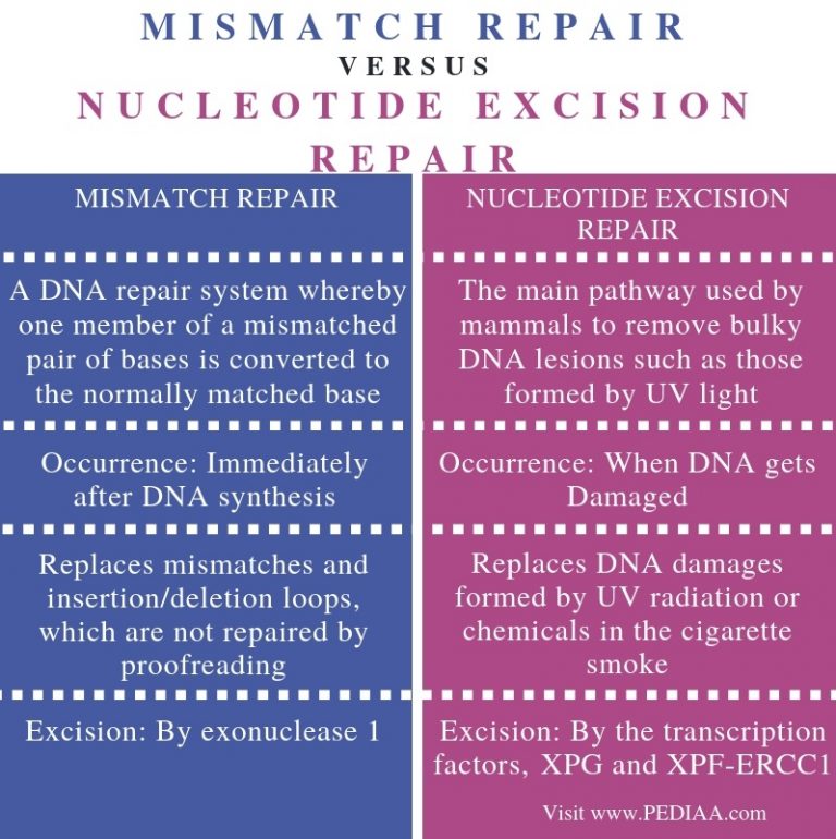 Difference Between Mismatch Repair and Nucleotide Excision Repair