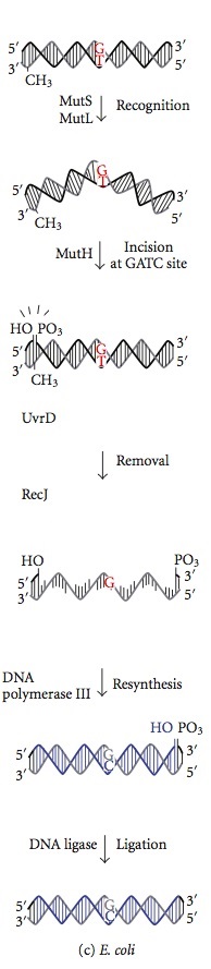 Mismatch Repair vs Nucleotide Excision Repair