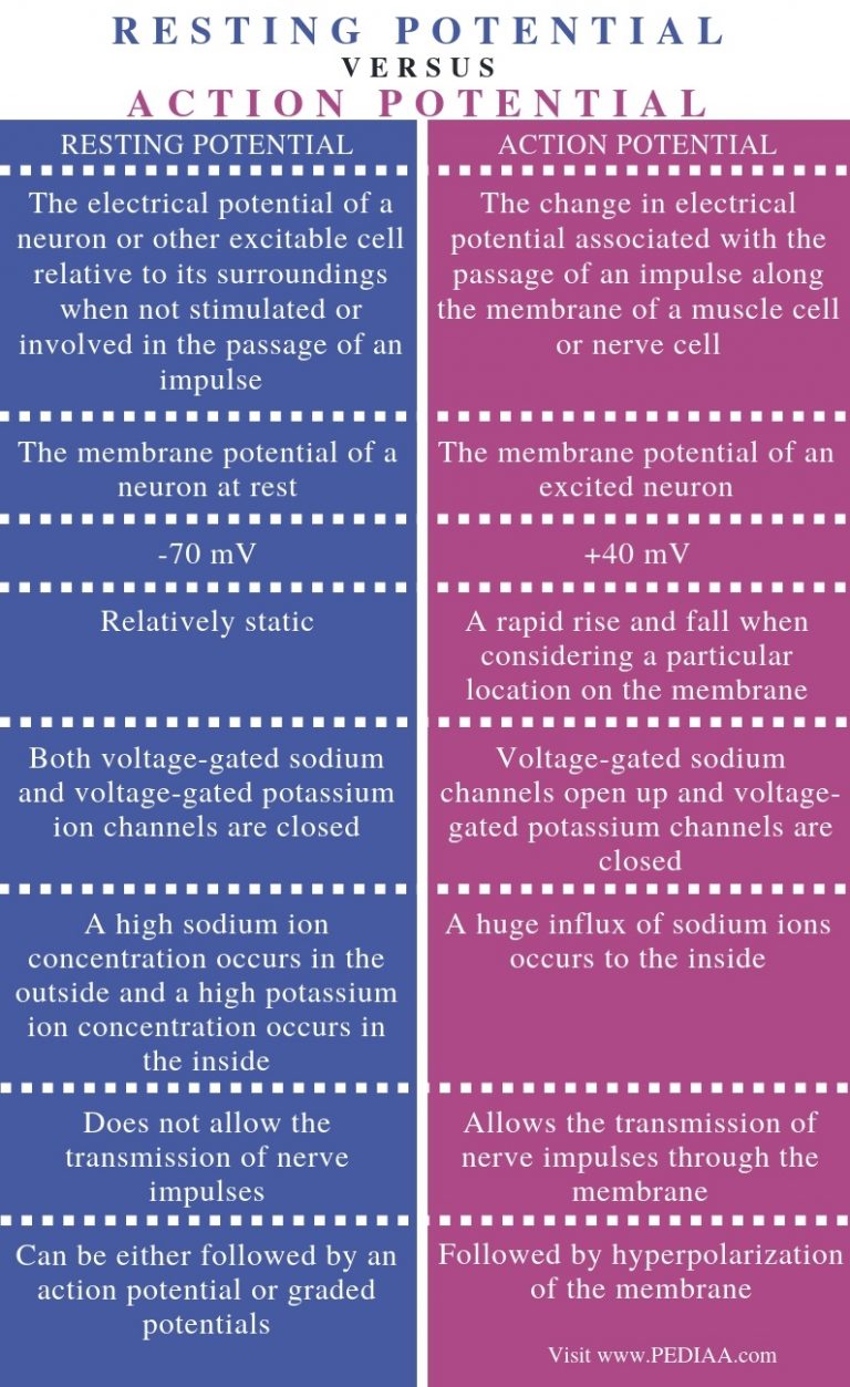 what-is-the-difference-between-resting-potential-and-action-potential