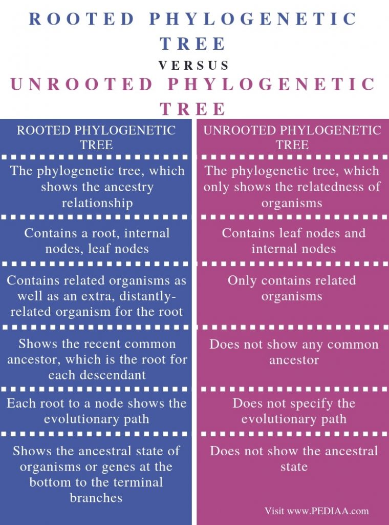 What Is The Difference Between Rooted And Unrooted Phylogenetic Tree