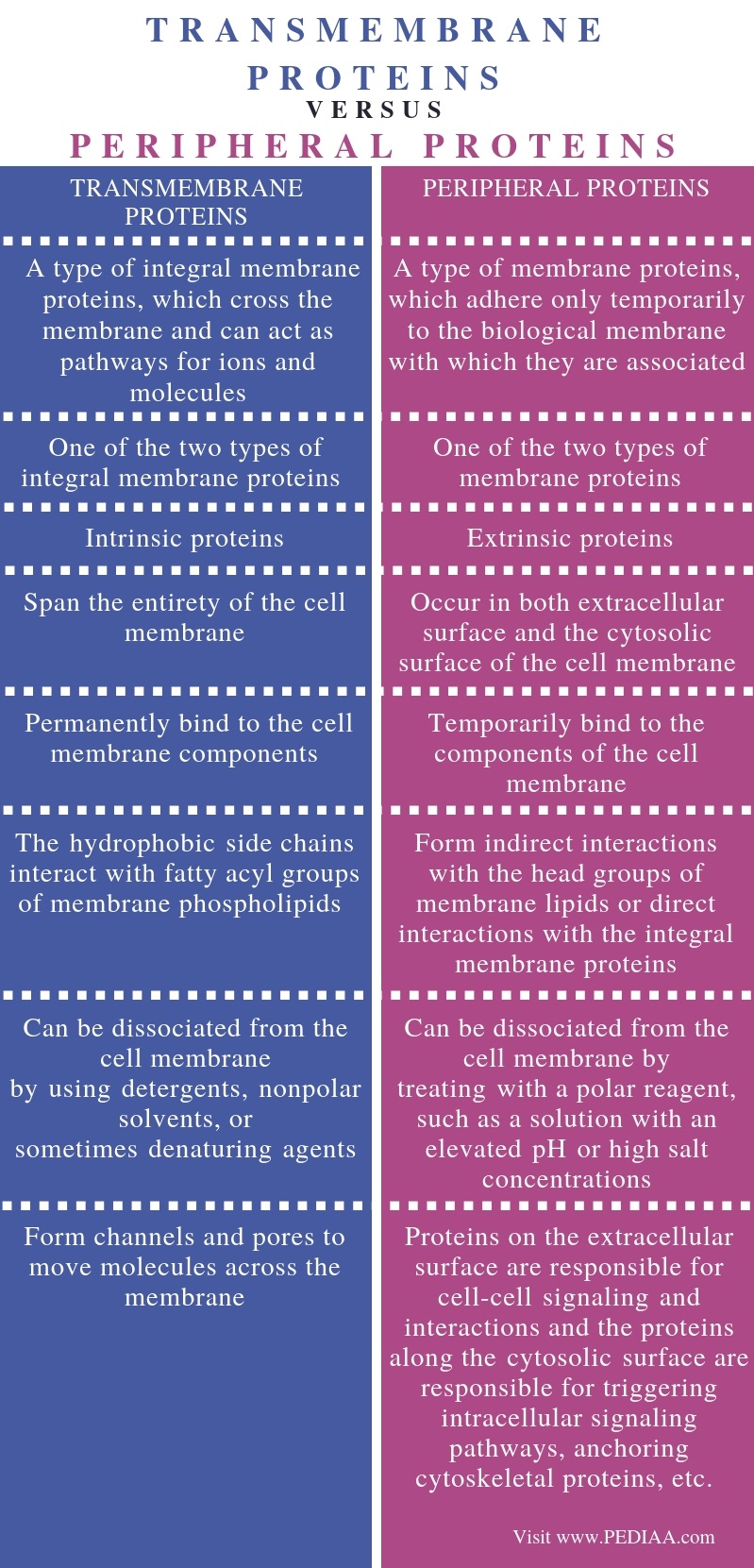 Difference Between Transmembrane and Peripheral Proteins - Comparison Summary