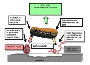 biodegradation bioremediation difference afbraak biologische pediaa