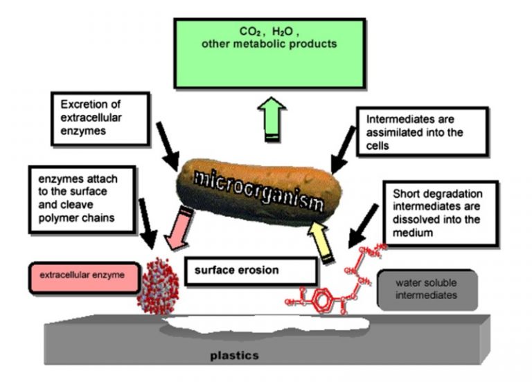 What Is The Difference Between Biodegradation And Bioremediation ...